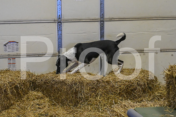 NBP_Barn hunt-127