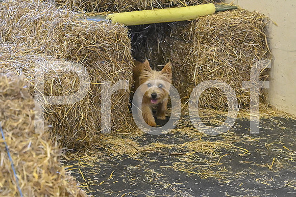 NBP_Barn hunt-448