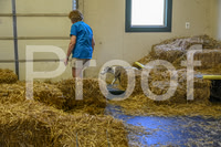NBP_Barn hunt-252