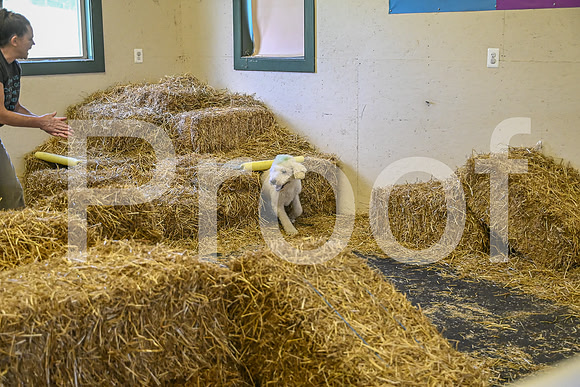 NBP_Barn hunt-279