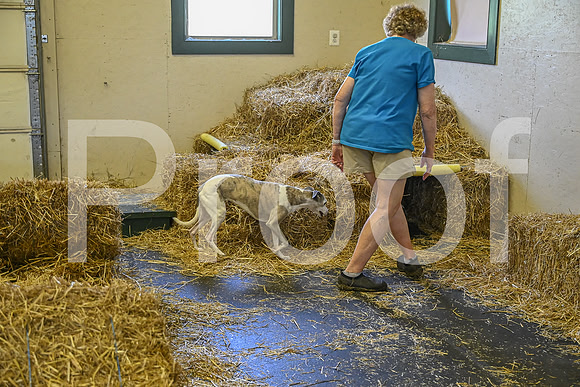 NBP_Barn hunt-250