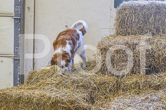 NBP_Barn hunt-444