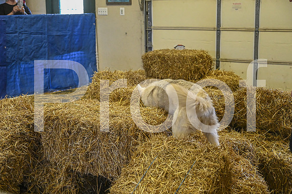 NBP_Barn hunt-315
