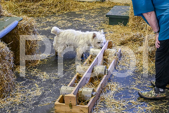 NBP_Barn hunt-44