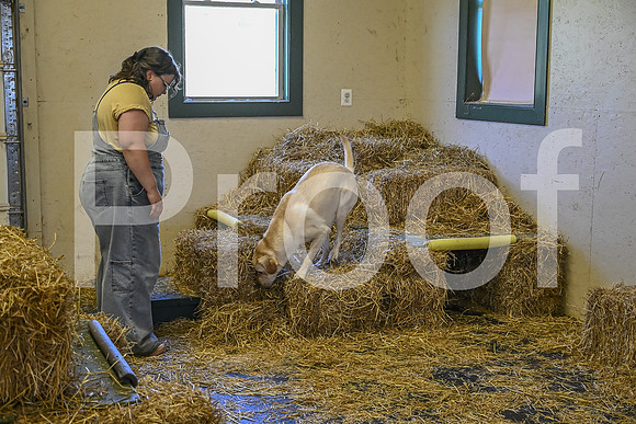 NBP_Barn hunt-190