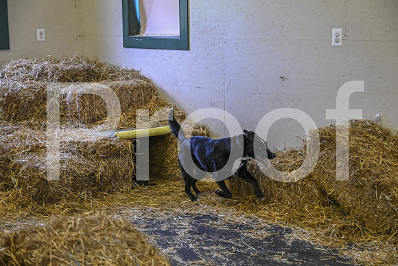 NBP_Barn hunt-296