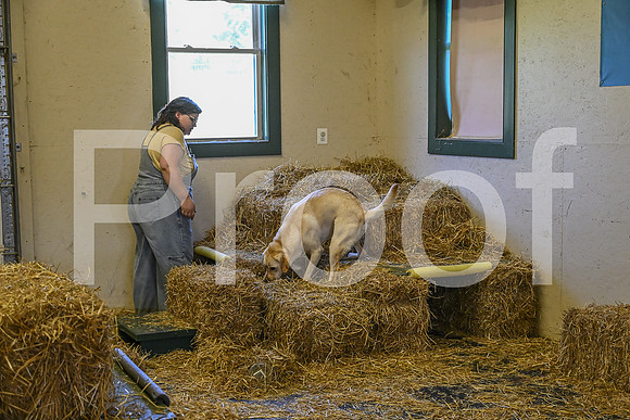 NBP_Barn hunt-192