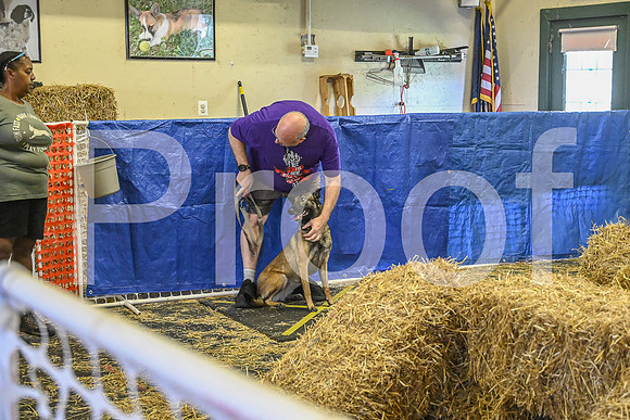 NBP_Barn hunt-298