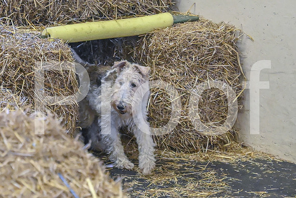 NBP_Barn hunt-491