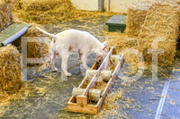 NBP_Barn hunt-31