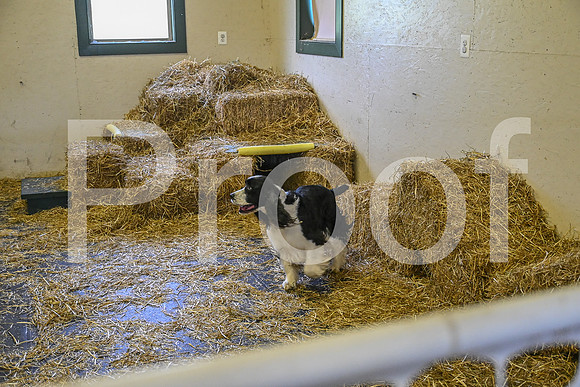 NBP_Barn hunt-212