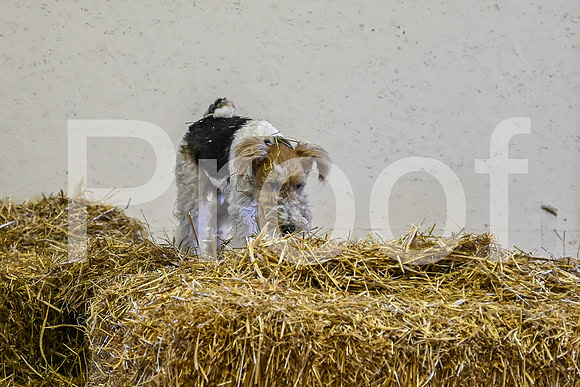 NBP_Barn hunt-12