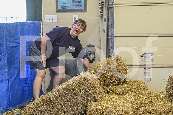 NBP_Barn hunt-465