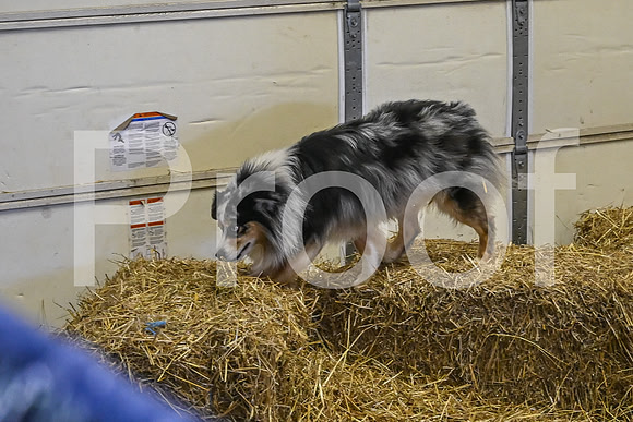 NBP_Barn hunt-85