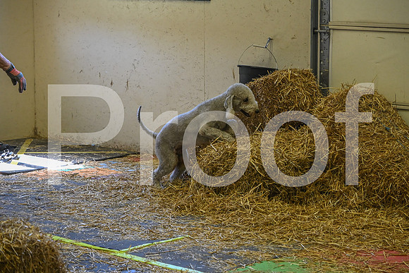 NBP_Barn hunt-285