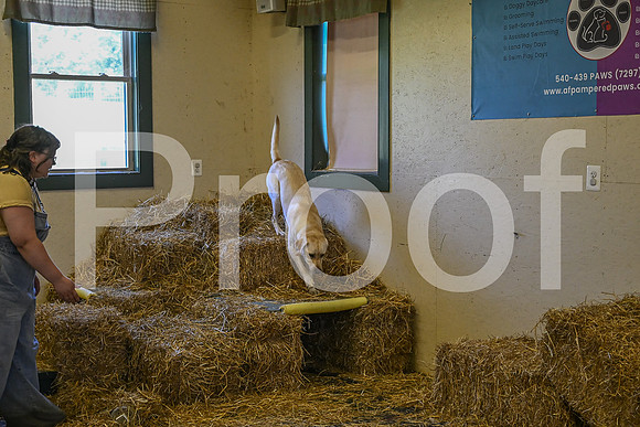 NBP_Barn hunt-197