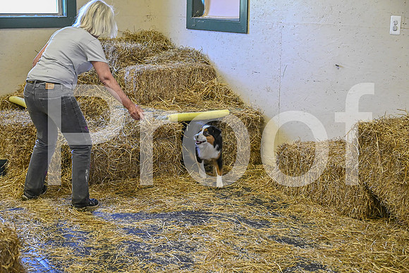 NBP_Barn hunt-183