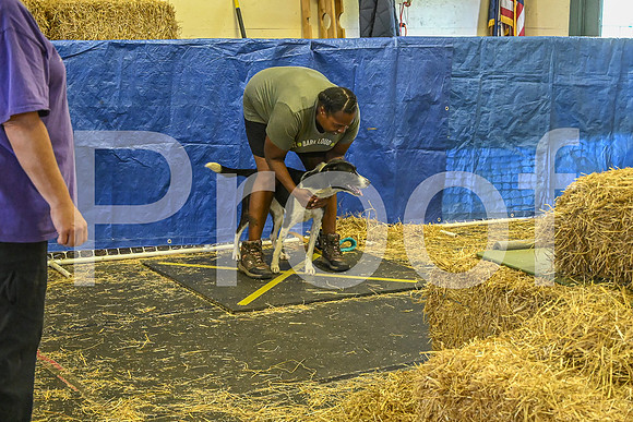 NBP_Barn hunt-206