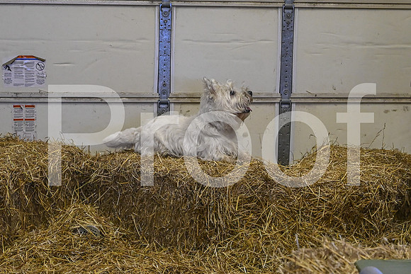 NBP_Barn hunt-120