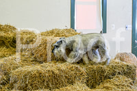 NBP_Barn hunt-2