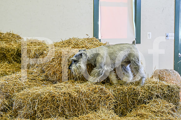 NBP_Barn hunt-2