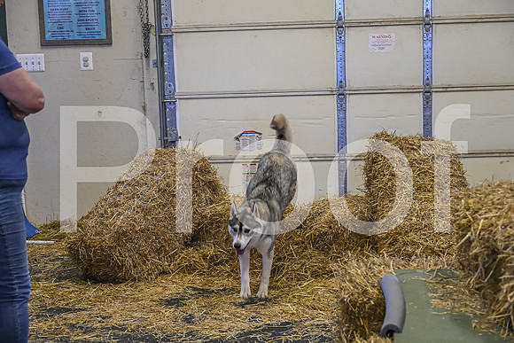 NBP_Barn hunt-218