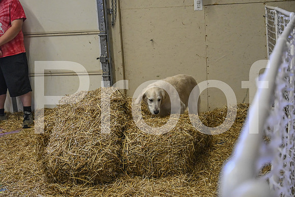 NBP_Barn hunt-357