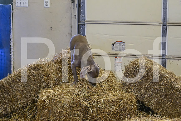 NBP_Barn hunt-437