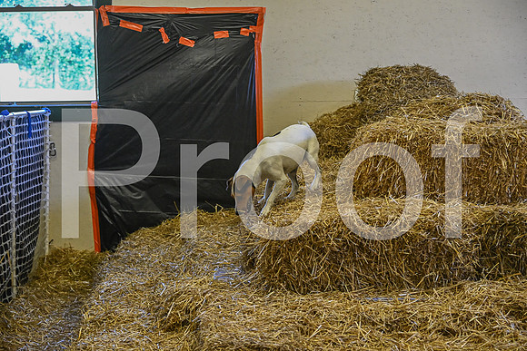 NBP_Barn hunt-368