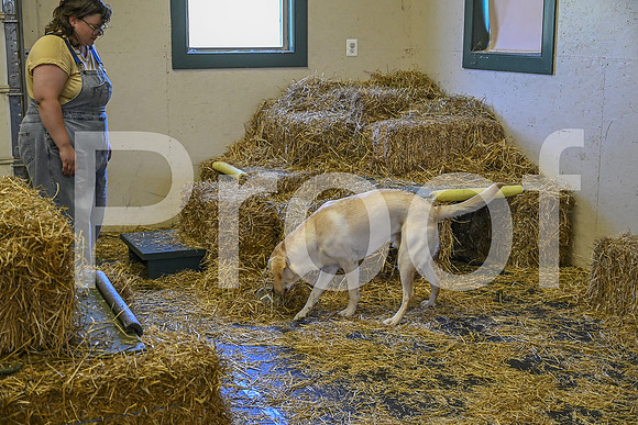 NBP_Barn hunt-191