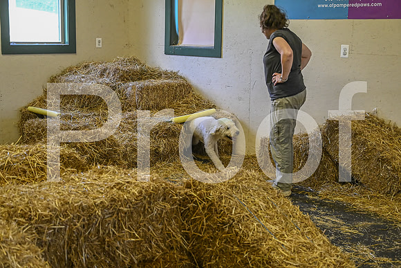 NBP_Barn hunt-282