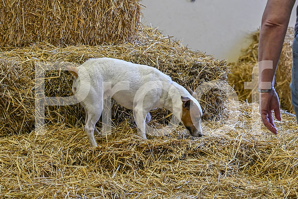 NBP_Barn hunt-64
