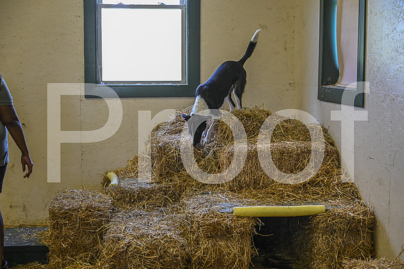 NBP_Barn hunt-209