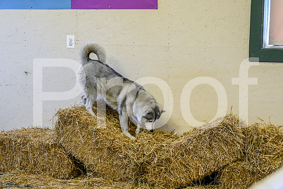 NBP_Barn hunt-151