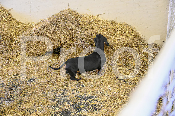 NBP_Barn hunt-176