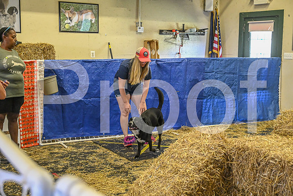 NBP_Barn hunt-292