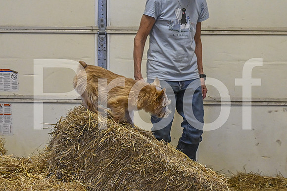 NBP_Barn hunt-447