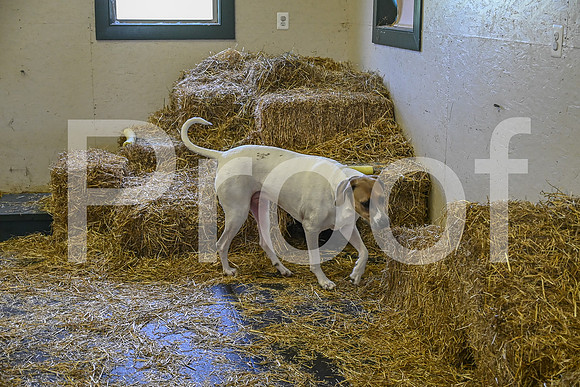 NBP_Barn hunt-230