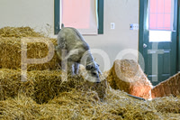 NBP_Barn hunt-1