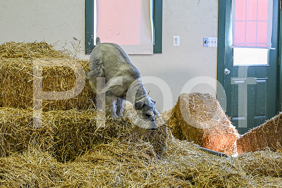 NBP_Barn hunt-1