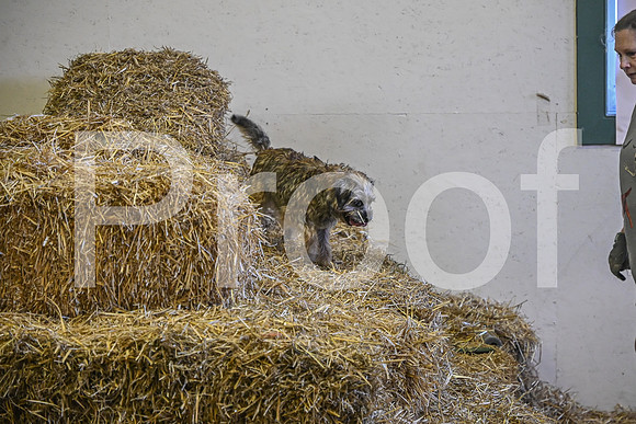 NBP_Barn hunt-379