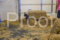 NBP_Barn hunt-255