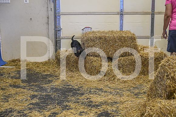 NBP_Barn hunt-255