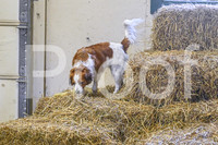 Mattaponi Barn Hunt 9.26