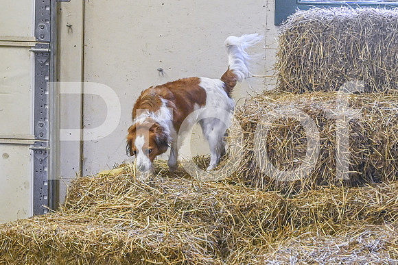 NBP_Barn hunt-443