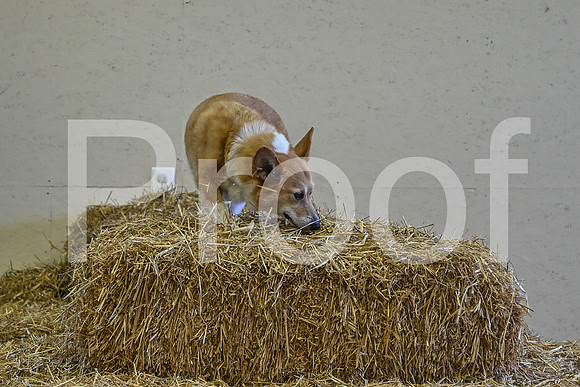 NBP_Barn hunt-70