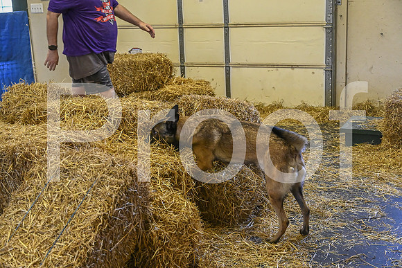 NBP_Barn hunt-301