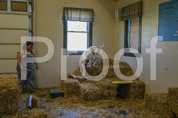 NBP_Barn hunt-235