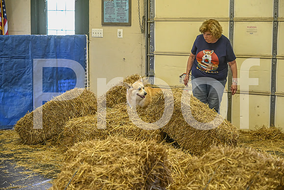 NBP_Barn hunt-421
