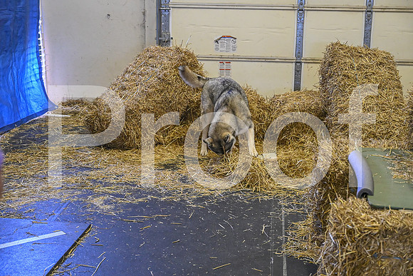 NBP_Barn hunt-224